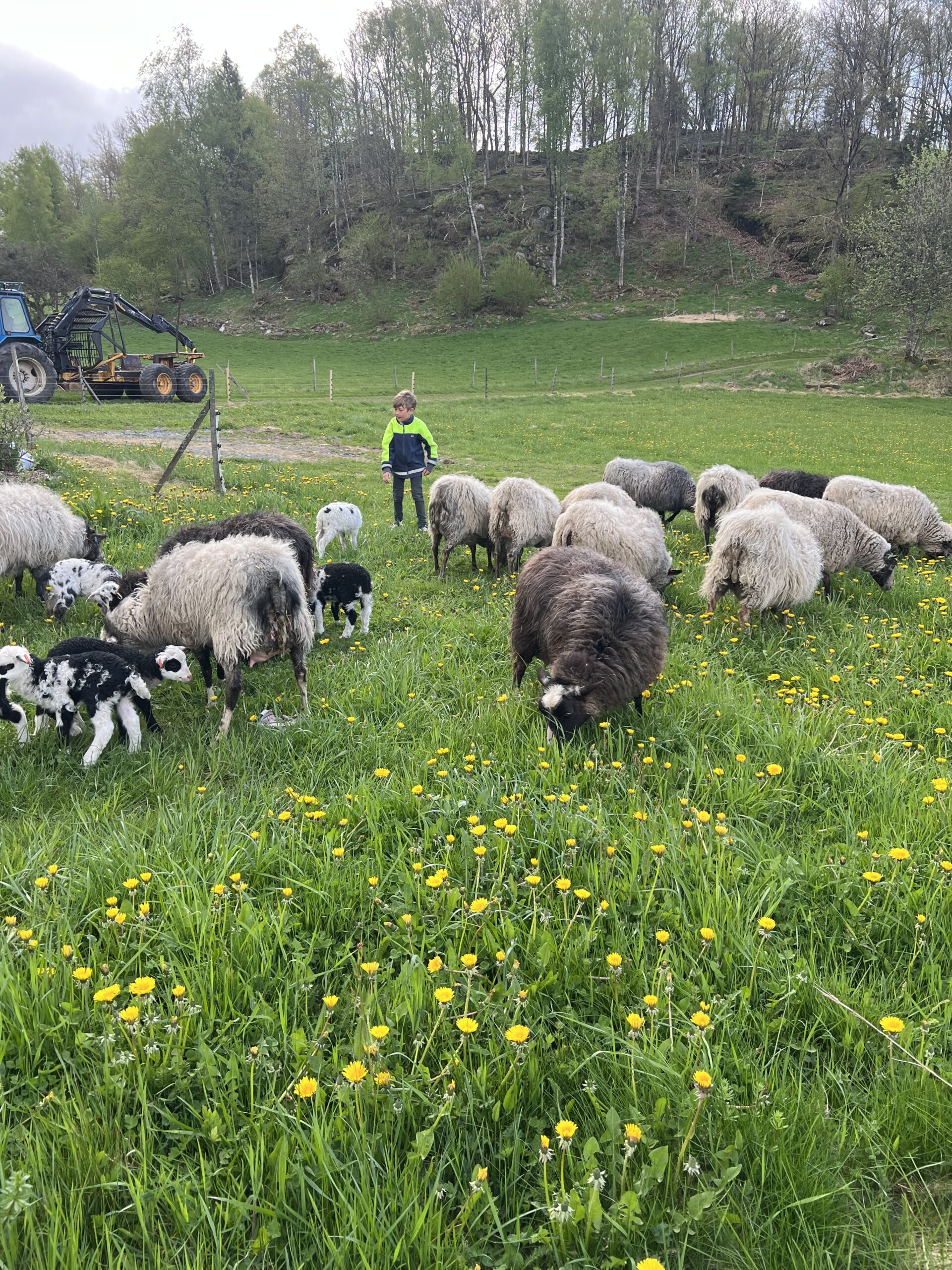 gestrikefår Linneas trädgårdsservice