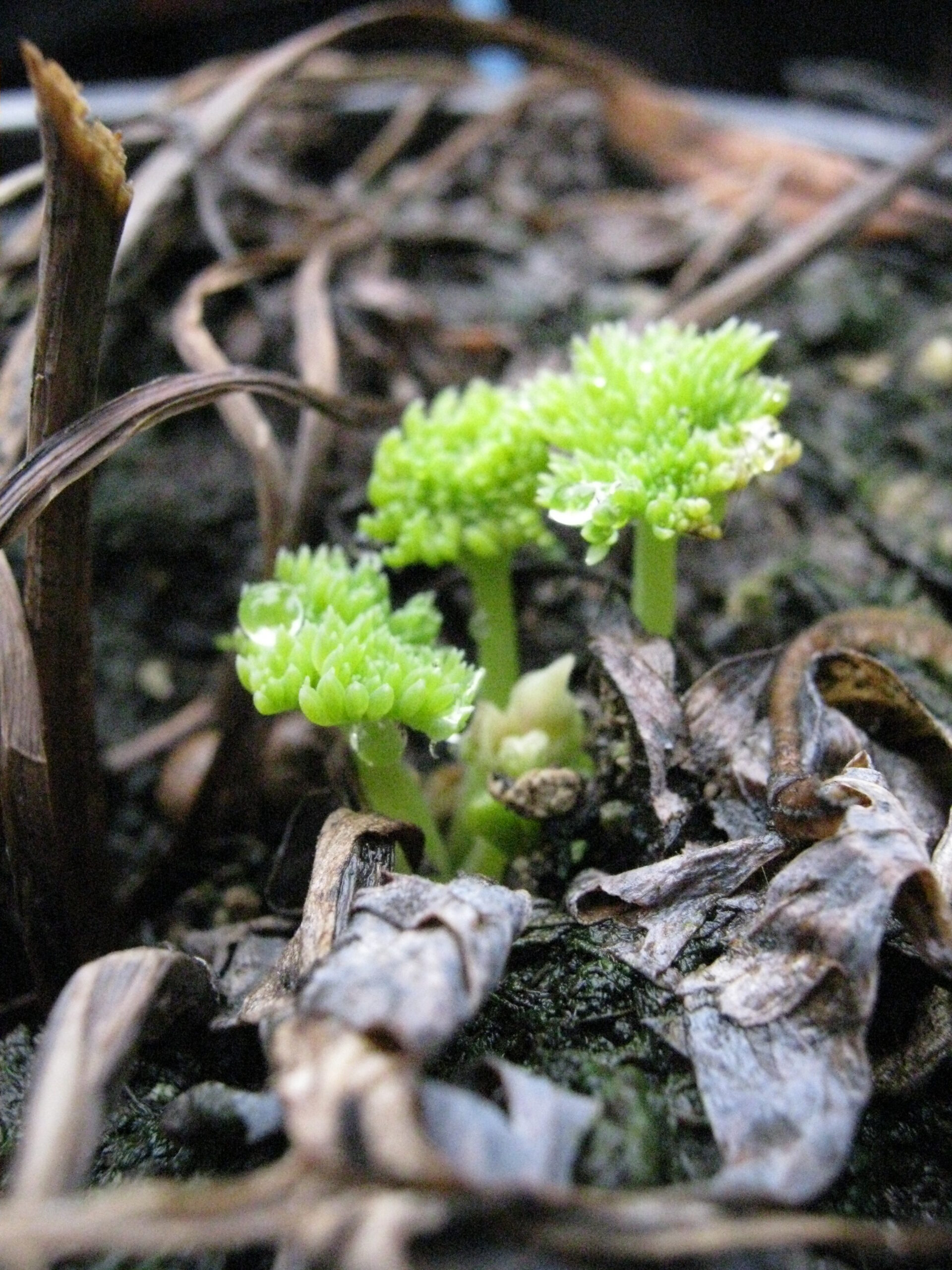 spirande växt Linneas Trädgårdsservice