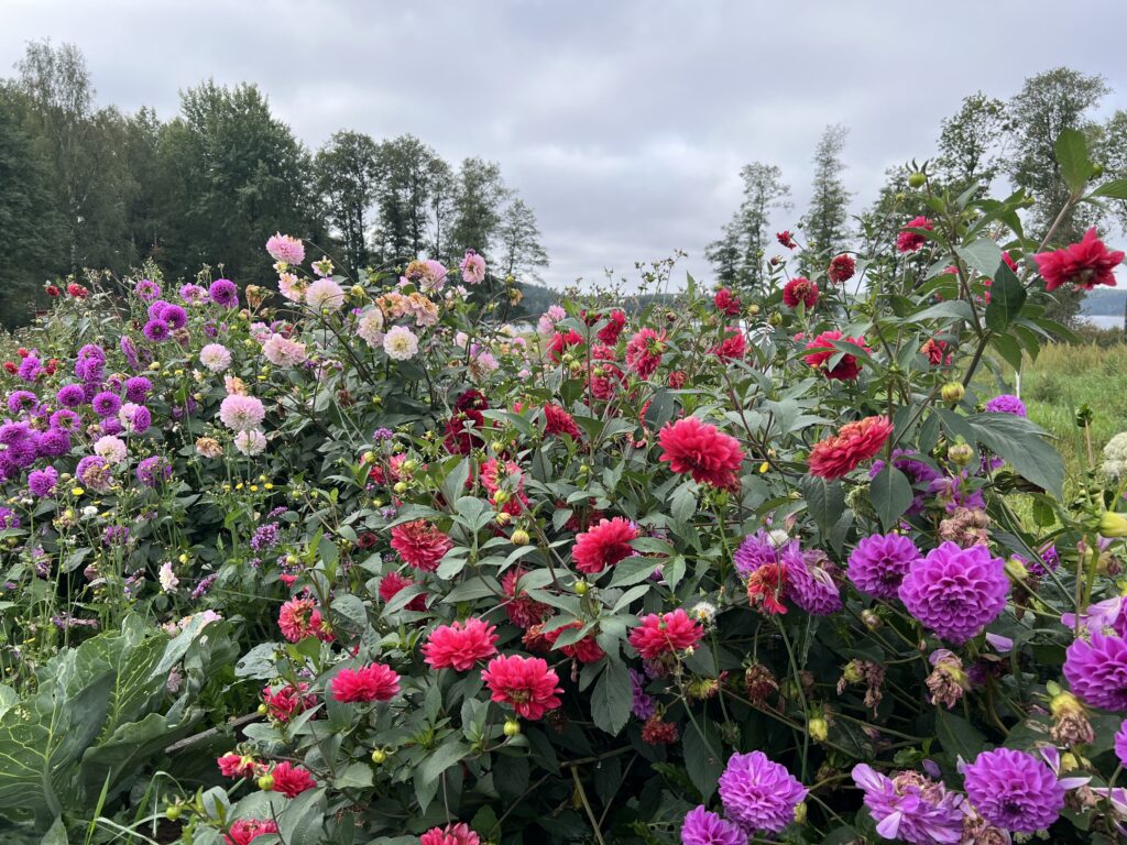 dahlia Linneas trädgårdsservice